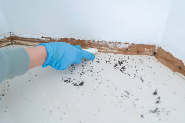 Reliable El Mirage, AZ Pest Control Solutions